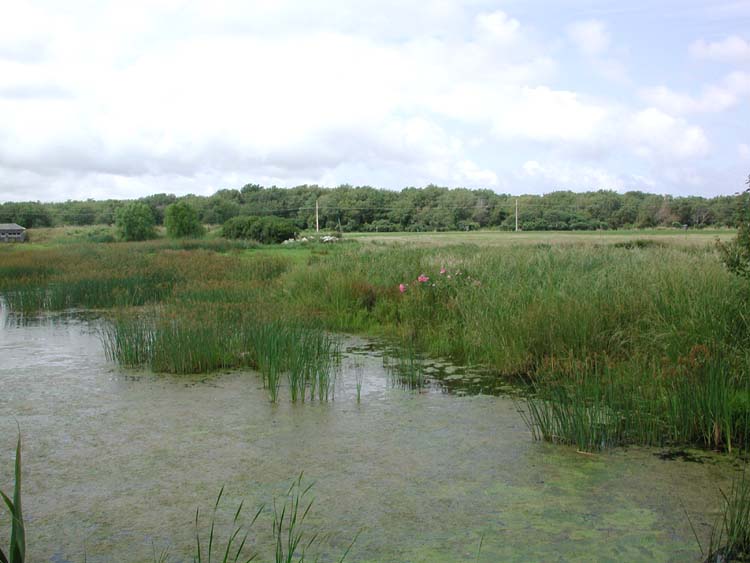 View from Dwyer Farm Blind.jpg 55.6K